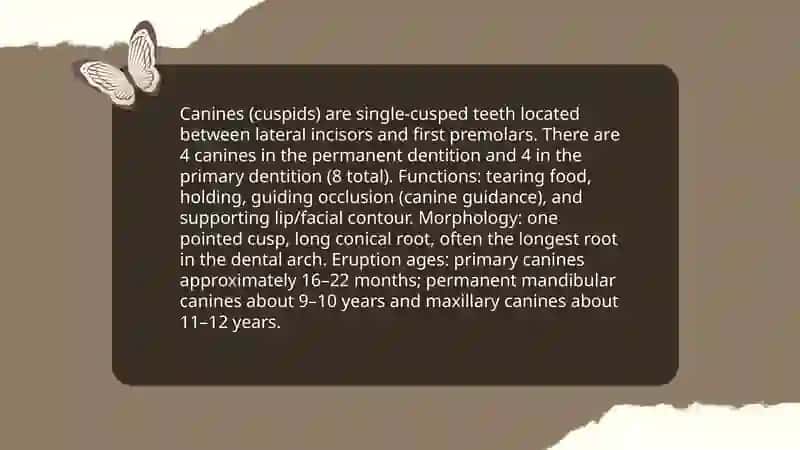 Types of teeth 4