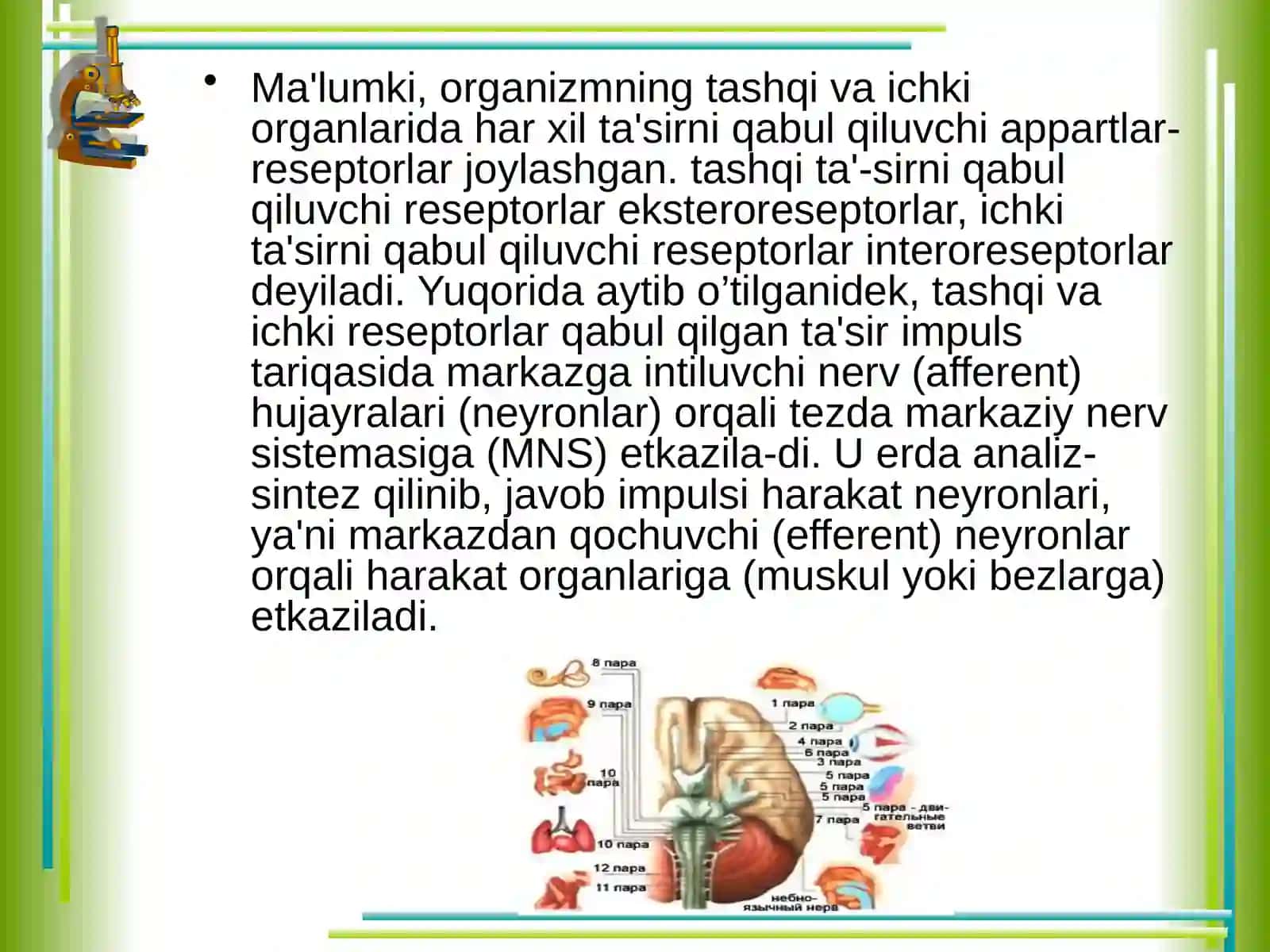 Nerv to`qimasi 4
