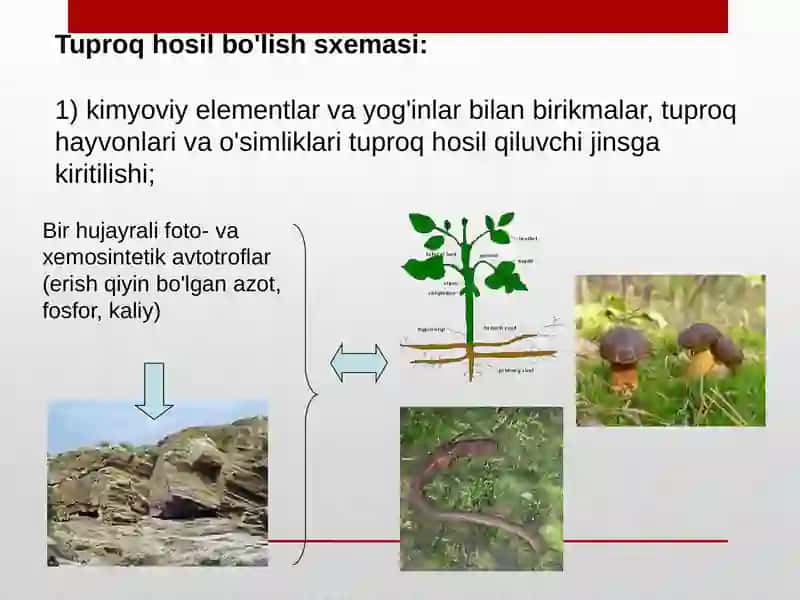 Tuproqni hosil qiluvchi omillar 4