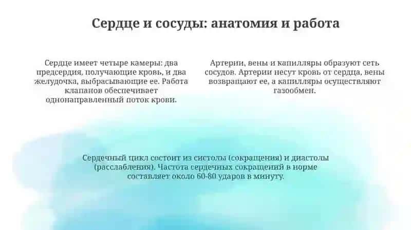 Системакровообращения 4