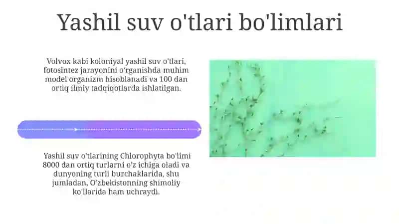 Yashil suv oʻtlari bo'limlari 4