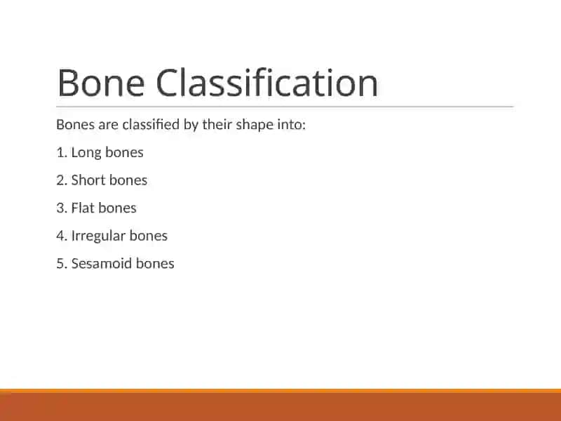 Types of Bones 4