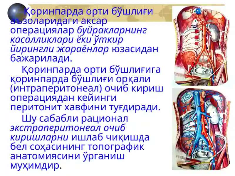Қоринпарда орти бўшлиғи клиник анатомияси 4