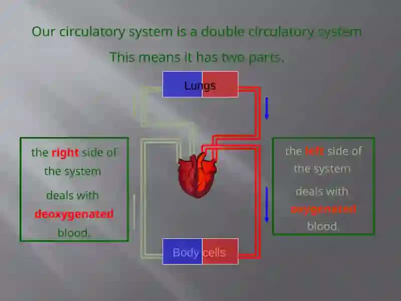 Circulatory System 4
