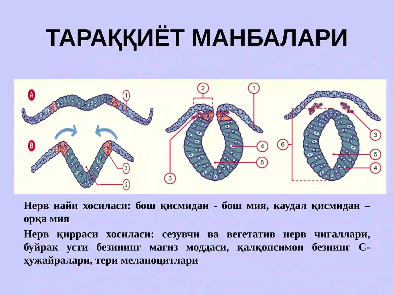 НЕРВ СИСТЕМАСИНИНГ КЛАССИФИКАЦИЯСИ 4