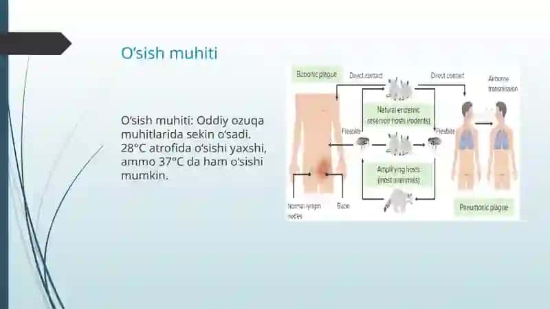 Yersinia pestis 4