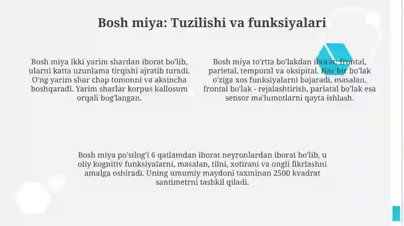 Markaziy nerv tizimining funktsional anatomiyasi 4