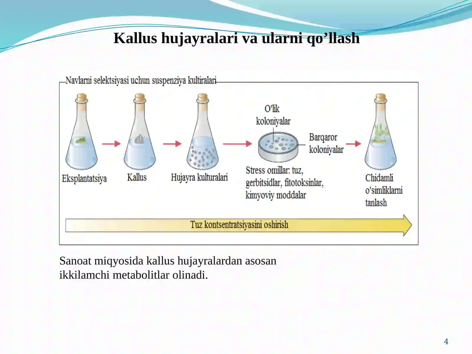 O’simliklarda gen muhandisligi 4