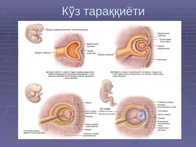 СЕЗГИ АЪЗОЛАРИ 4
