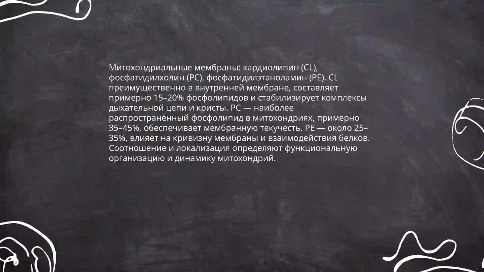 Строение мембран митохондрии 4