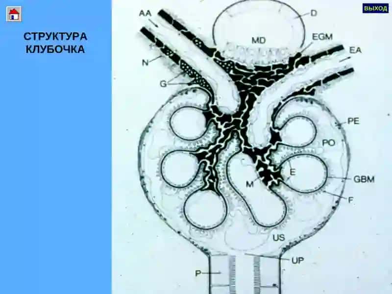 ГЛОМЕРУЛОНЕФРИТЛАР ПИЕЛОНЕФРИТЛАР 4
