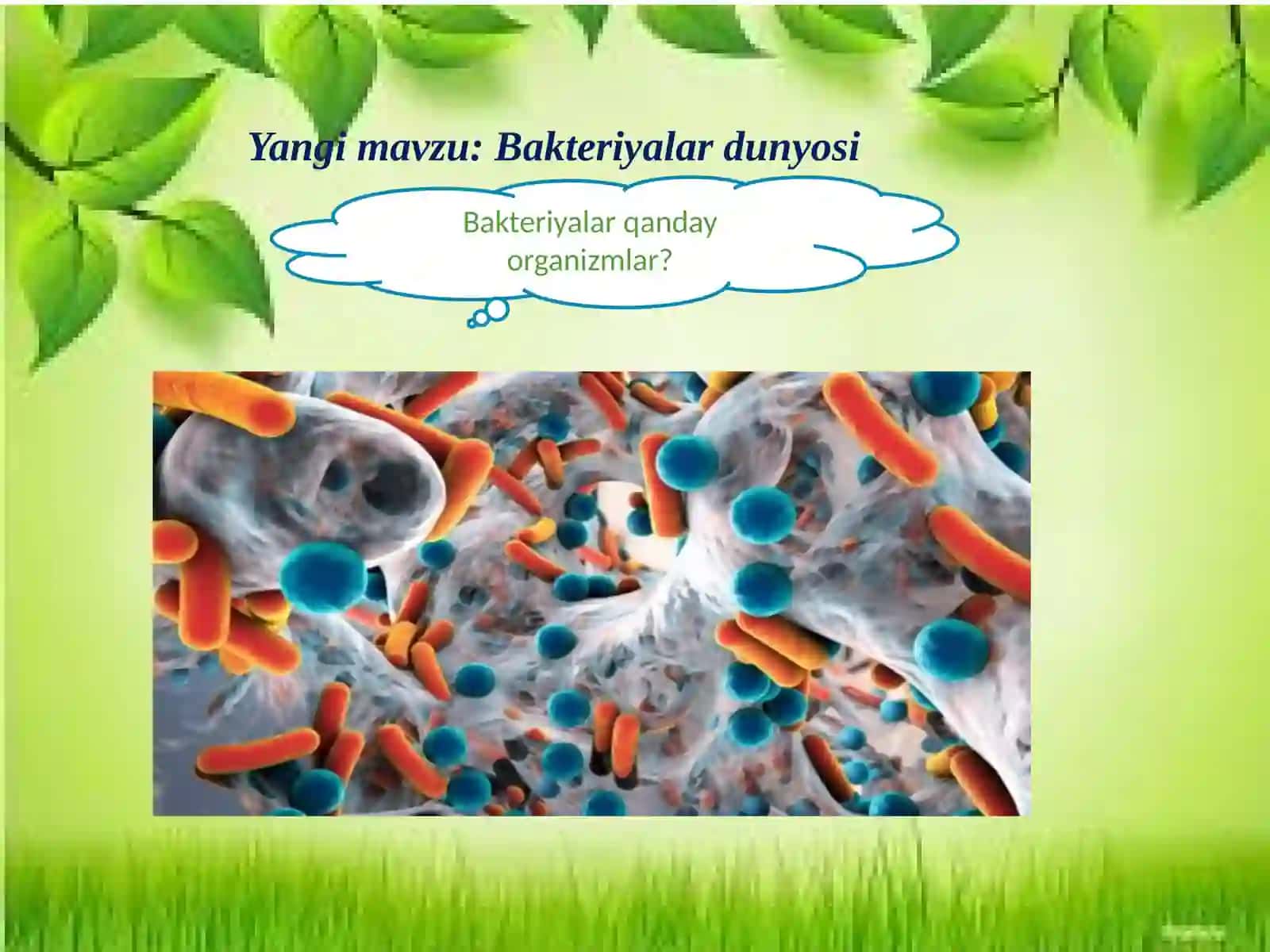 Bakteriyalardunyosi 4