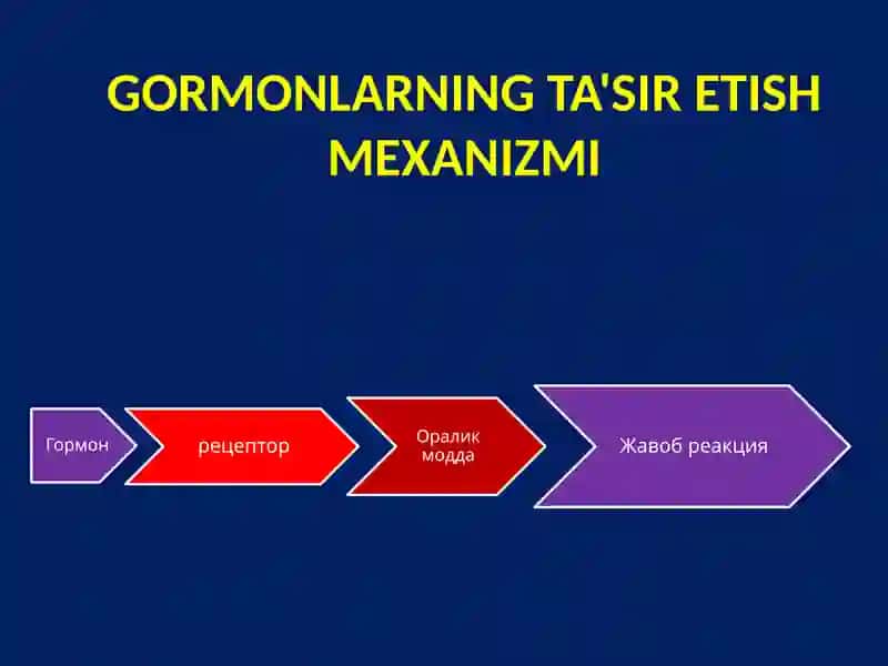 Endokrin tizimi 4