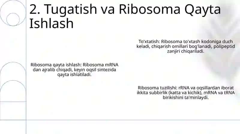 Ribosomaning tuzulishi 4