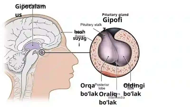 Oʼsish gormoni 4