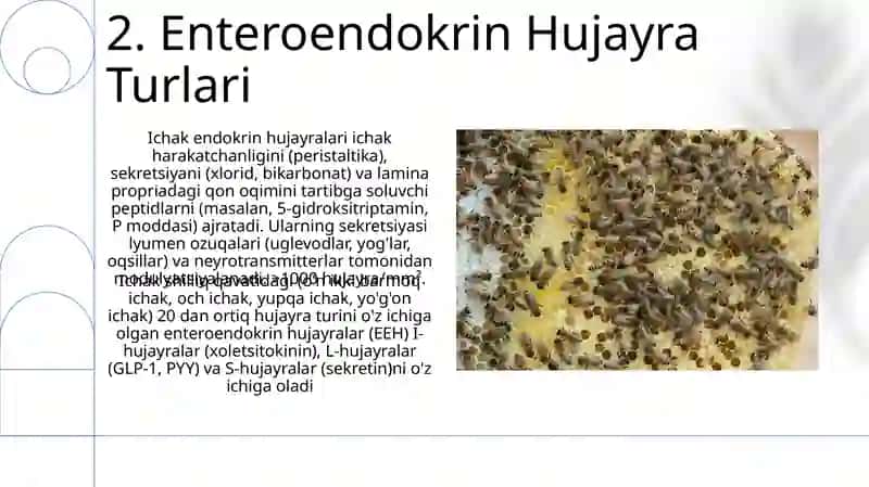 Ichak endokrin hujayralari 4