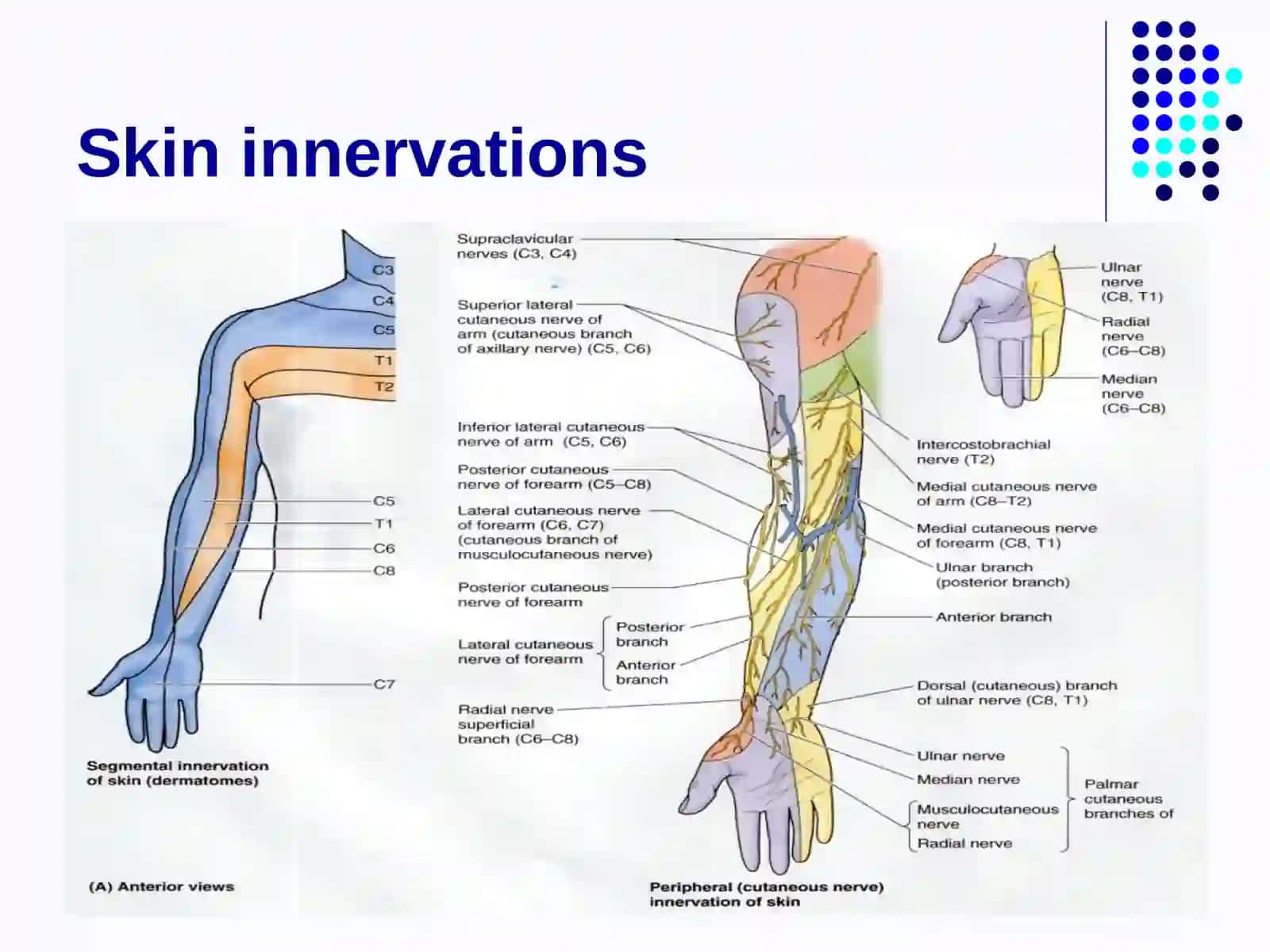 Clinical anatomy of the upper limb 4