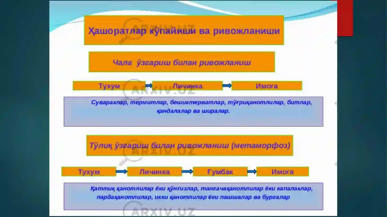 Ҳашаротларнинг ривожланиш типлари ва фазаси 4