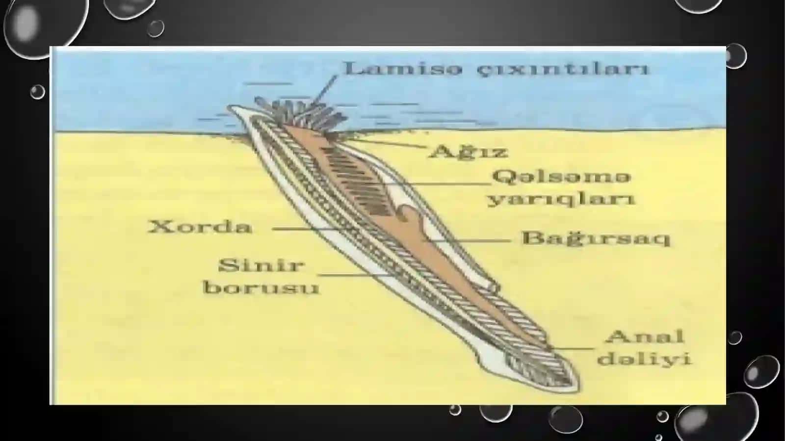 Xordalilar (Chordata) 4