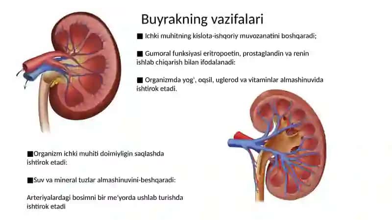 Buyrakning tuzilishi 4