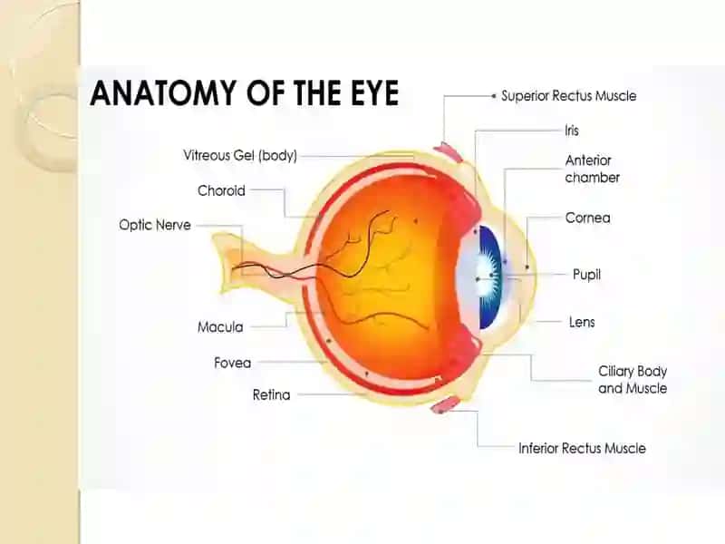 Anatomy of the Eye 4