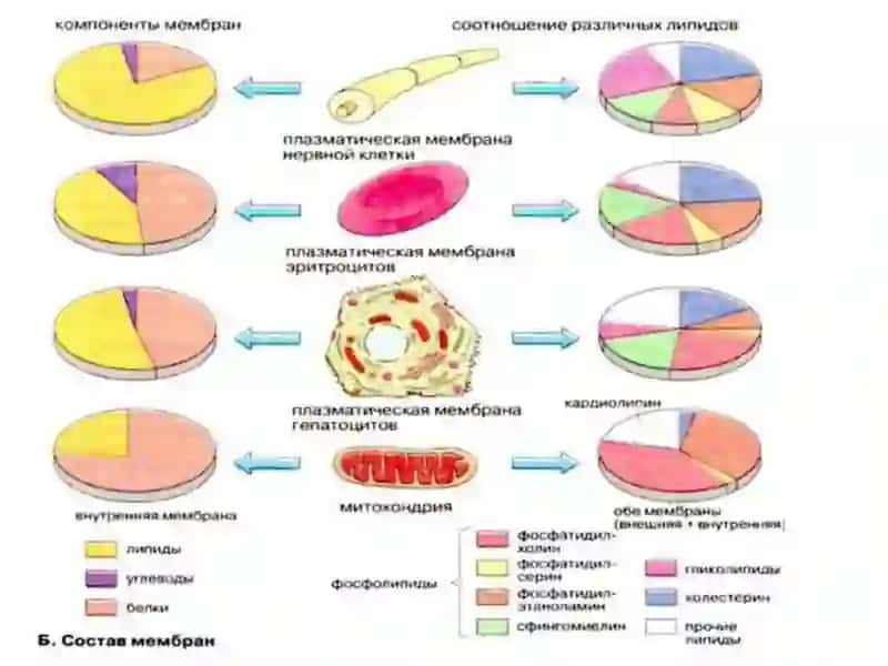 Biologik membran funksiyalari 4