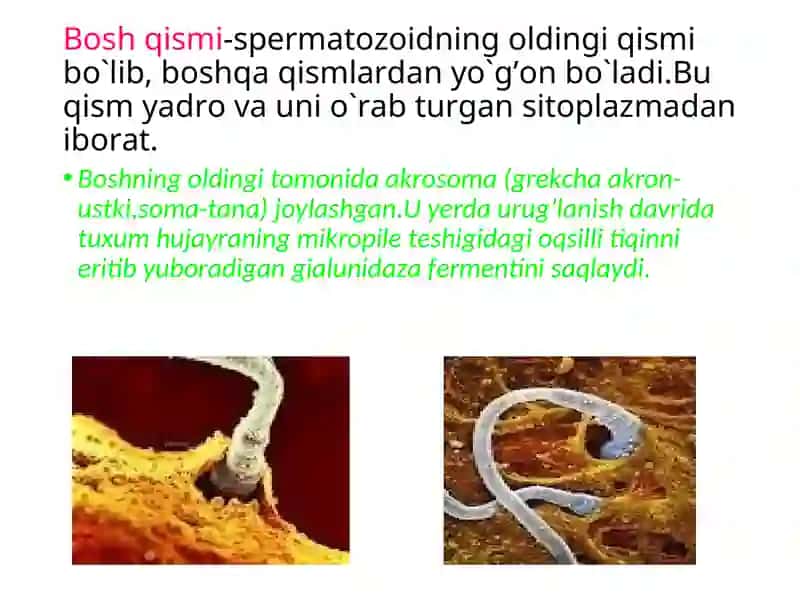 Urug’ hujayralarning tuzilishi va spermatogenez 4