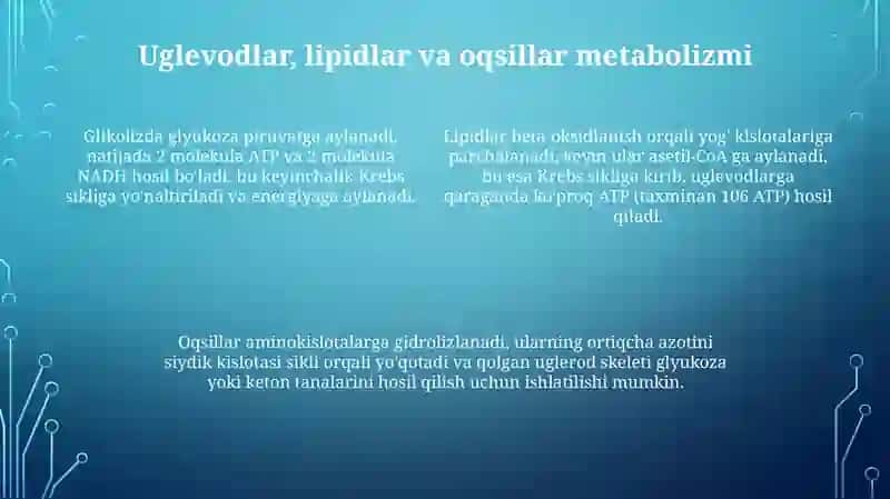 Organizmdagi moddalar almashinuvining o'zaro bog' ligligi 4