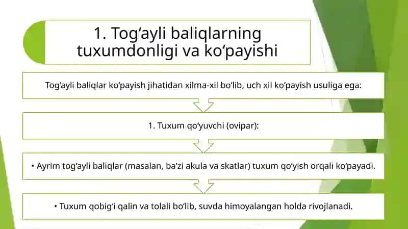 Tog‘ayli baliqlarning individual rivojlanish xususiyatlari 4