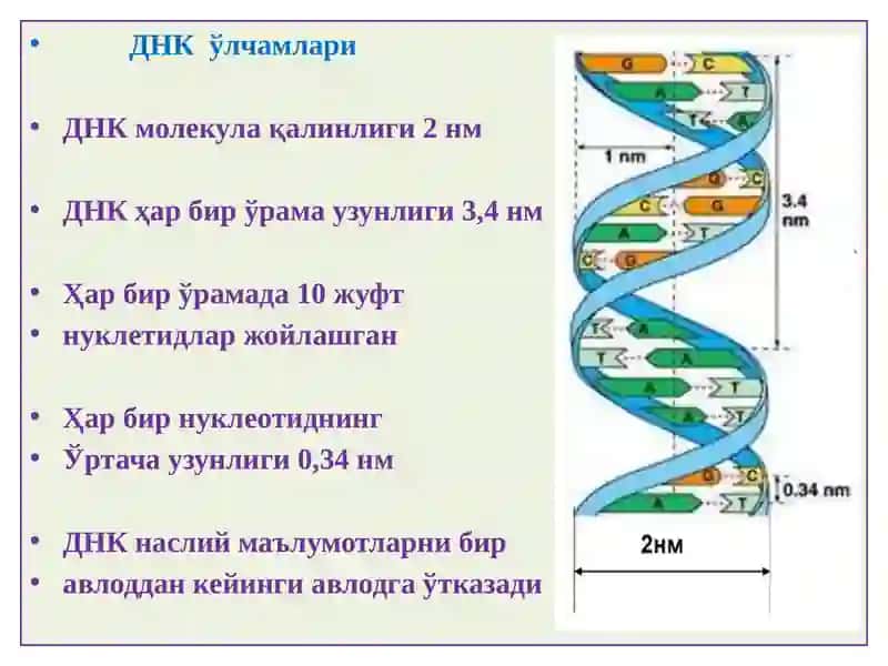 Инсонгеноми 4