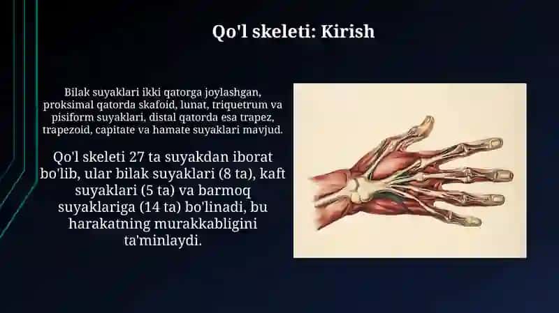 Yelka kamari 4