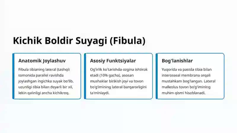 Oyoq Suyagi Yoylari Anatomiyasi 4