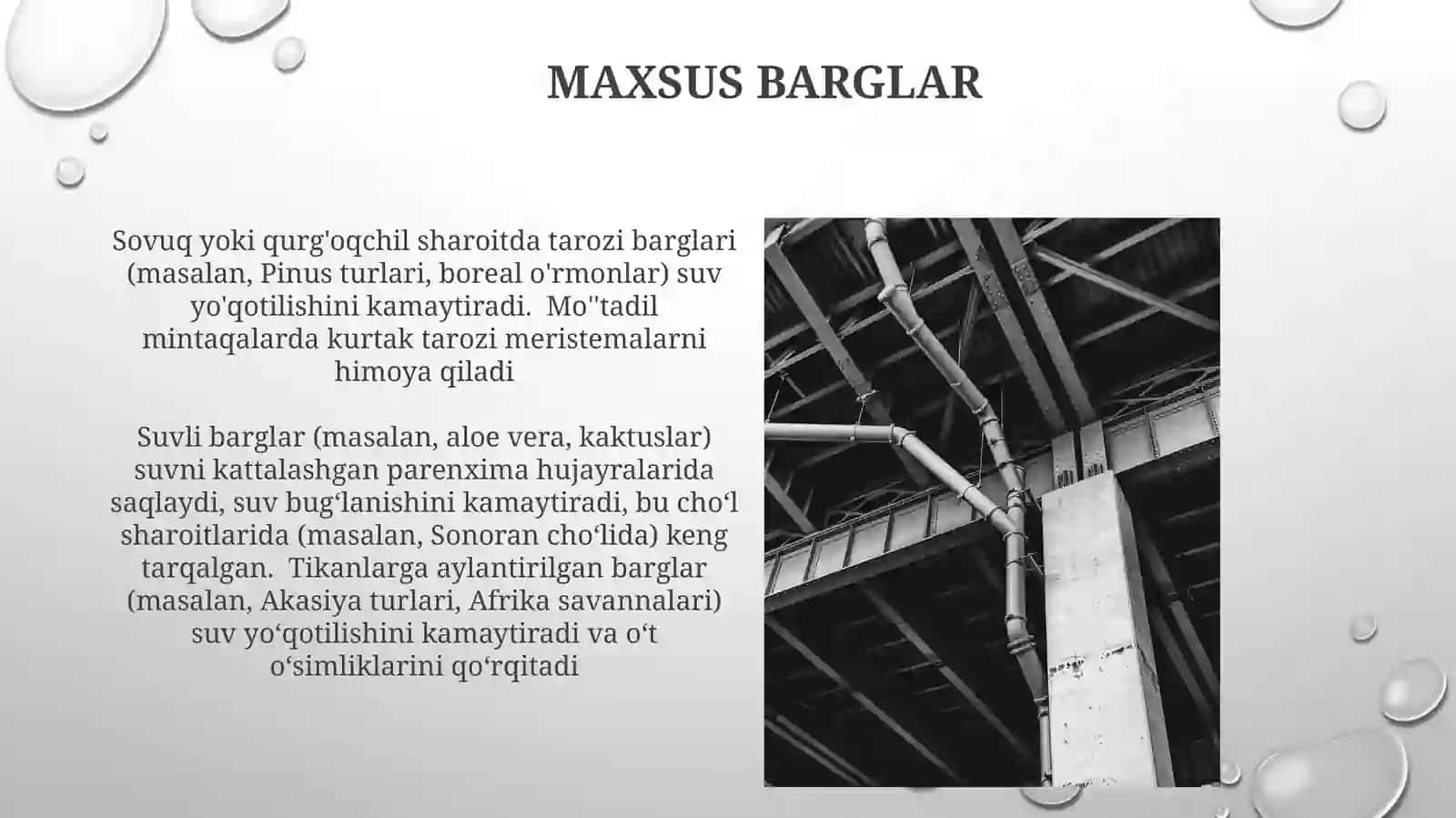 Barglarnituzilishi 4