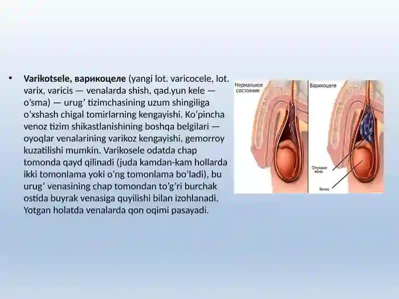 ERKAKLAR TANOSIL A`ZOLARI.AYOLLAR TANOSIL A`ZOLARI 4