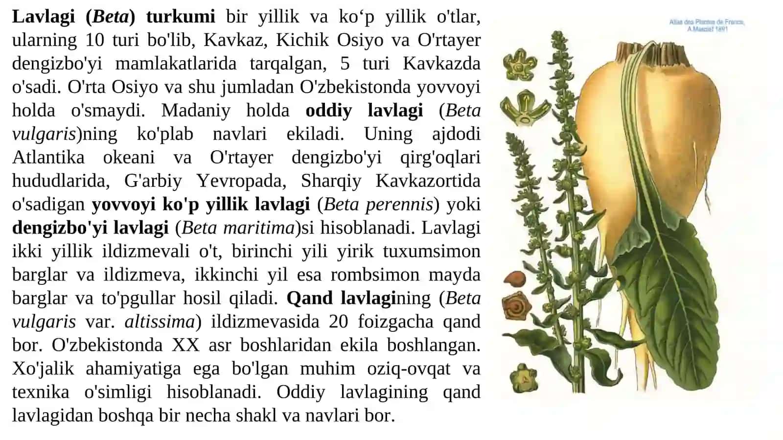 Saksovul (Haloxylon) turkumi 4