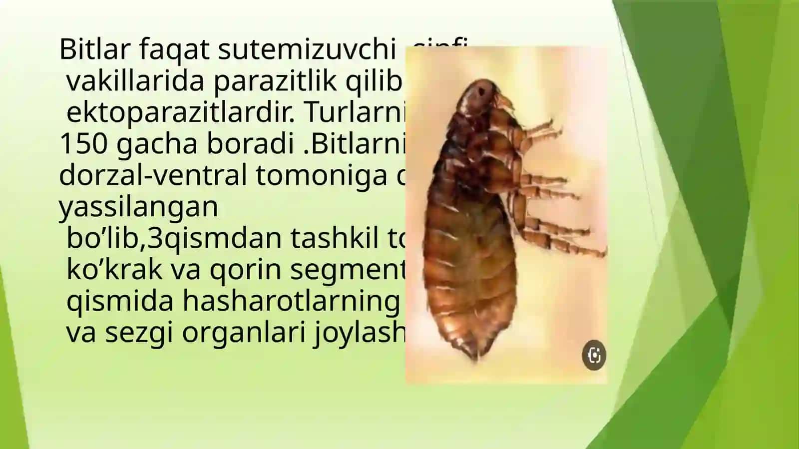 Parazit hasharotlar 4