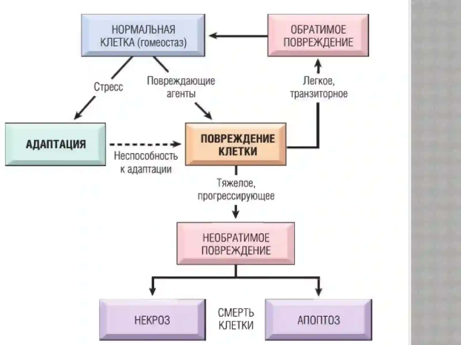 Патофизиологияклетки 4