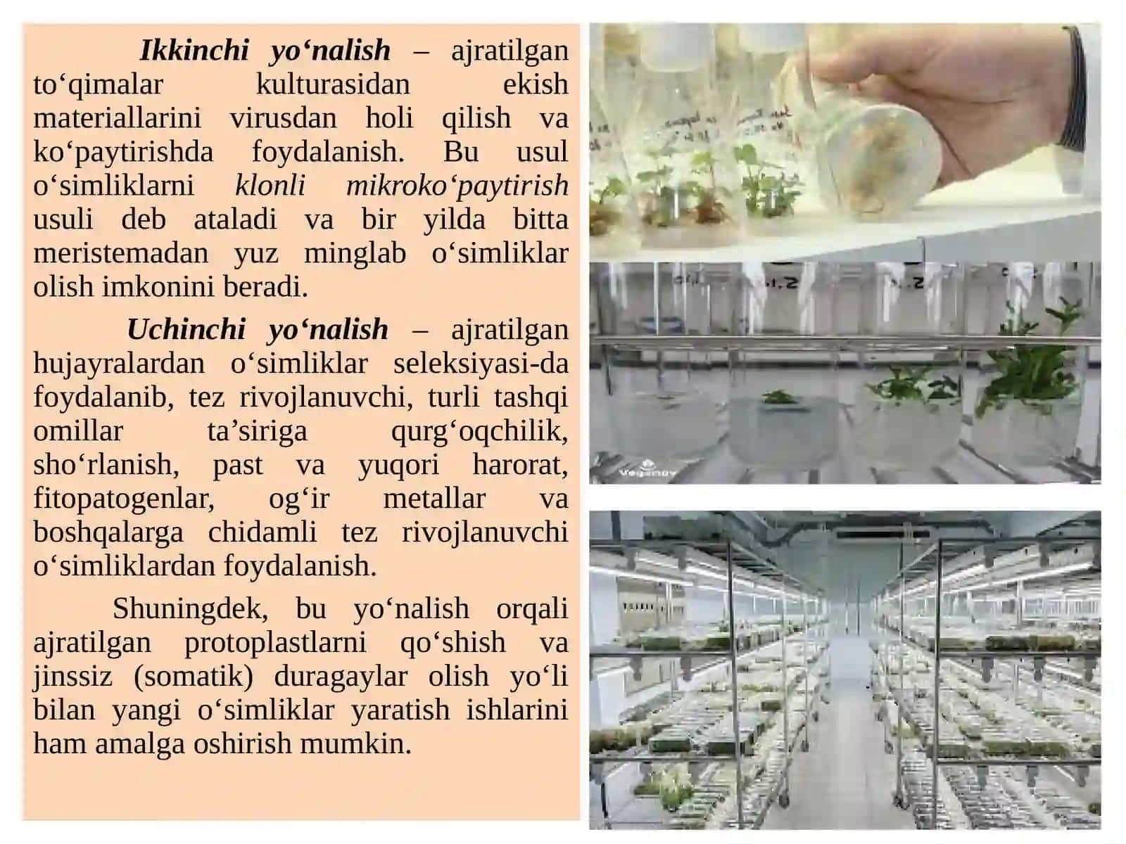 HUJAYRA VA TO‘QIMALAR BIOTEXNOLOGIYASI 4