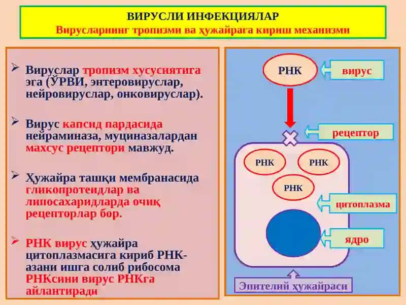 ИНФЕКЦИОН КАСАЛЛИКЛАР 4