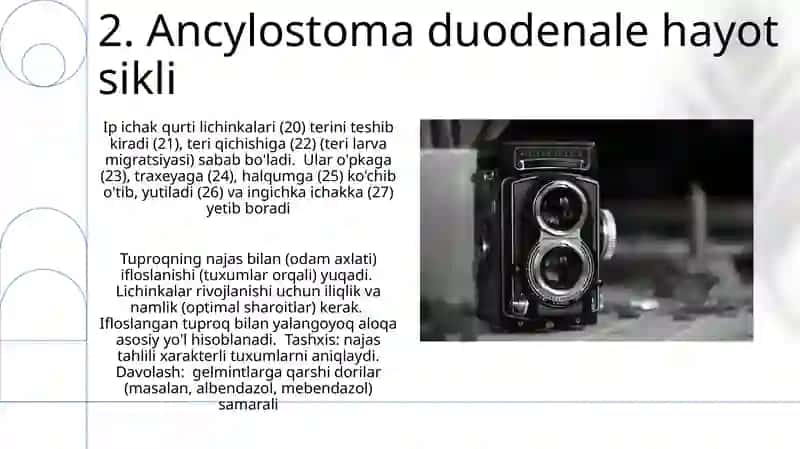 Egri boshli guja (Ancylostoma duodenale) 4