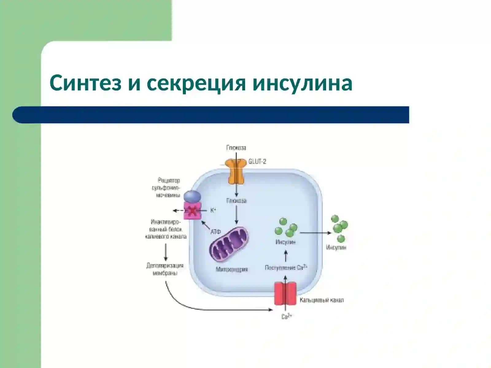 Болезни обмена веществ 4