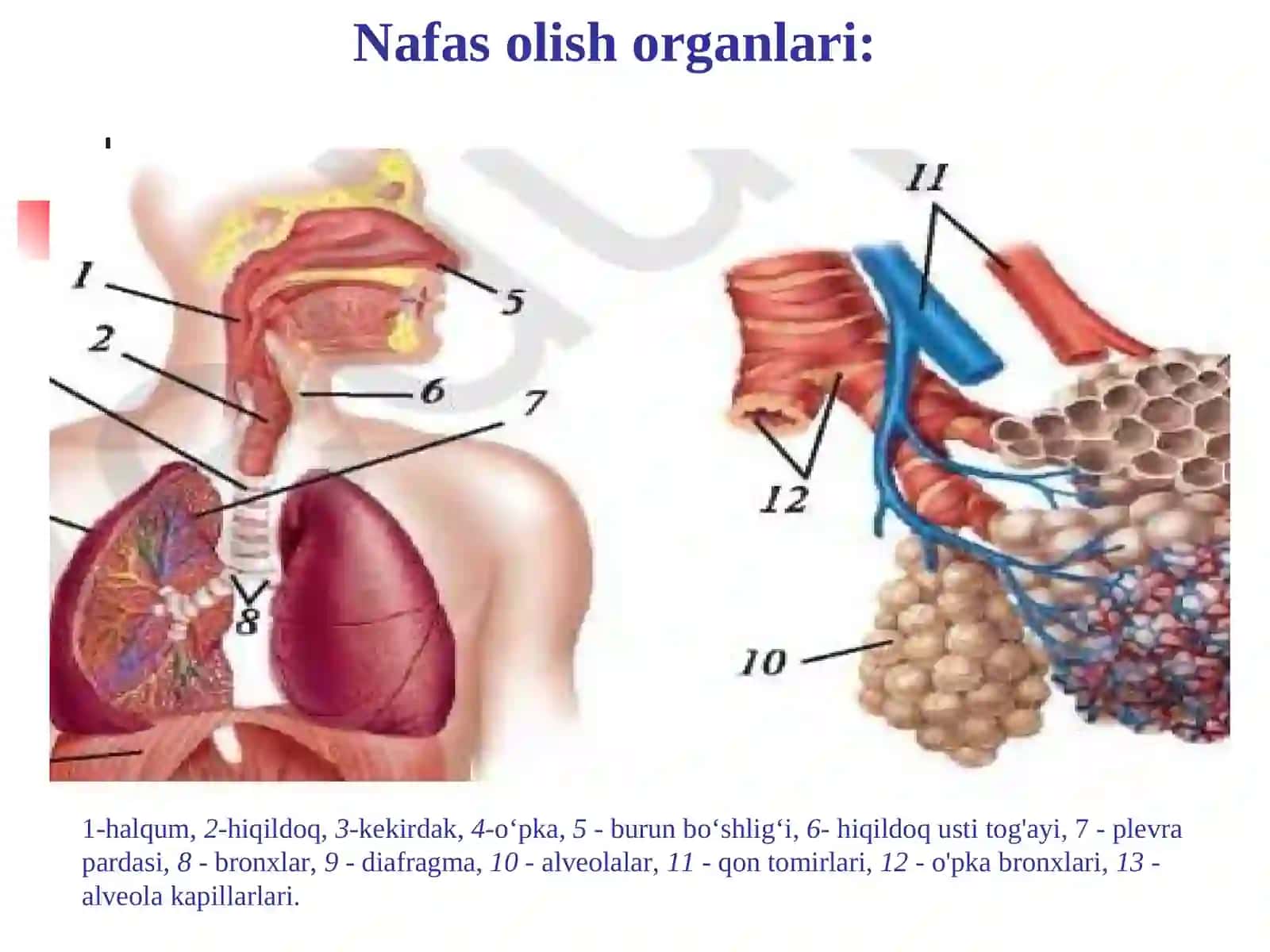 NAFAS OLISH SISTEMALARI 4