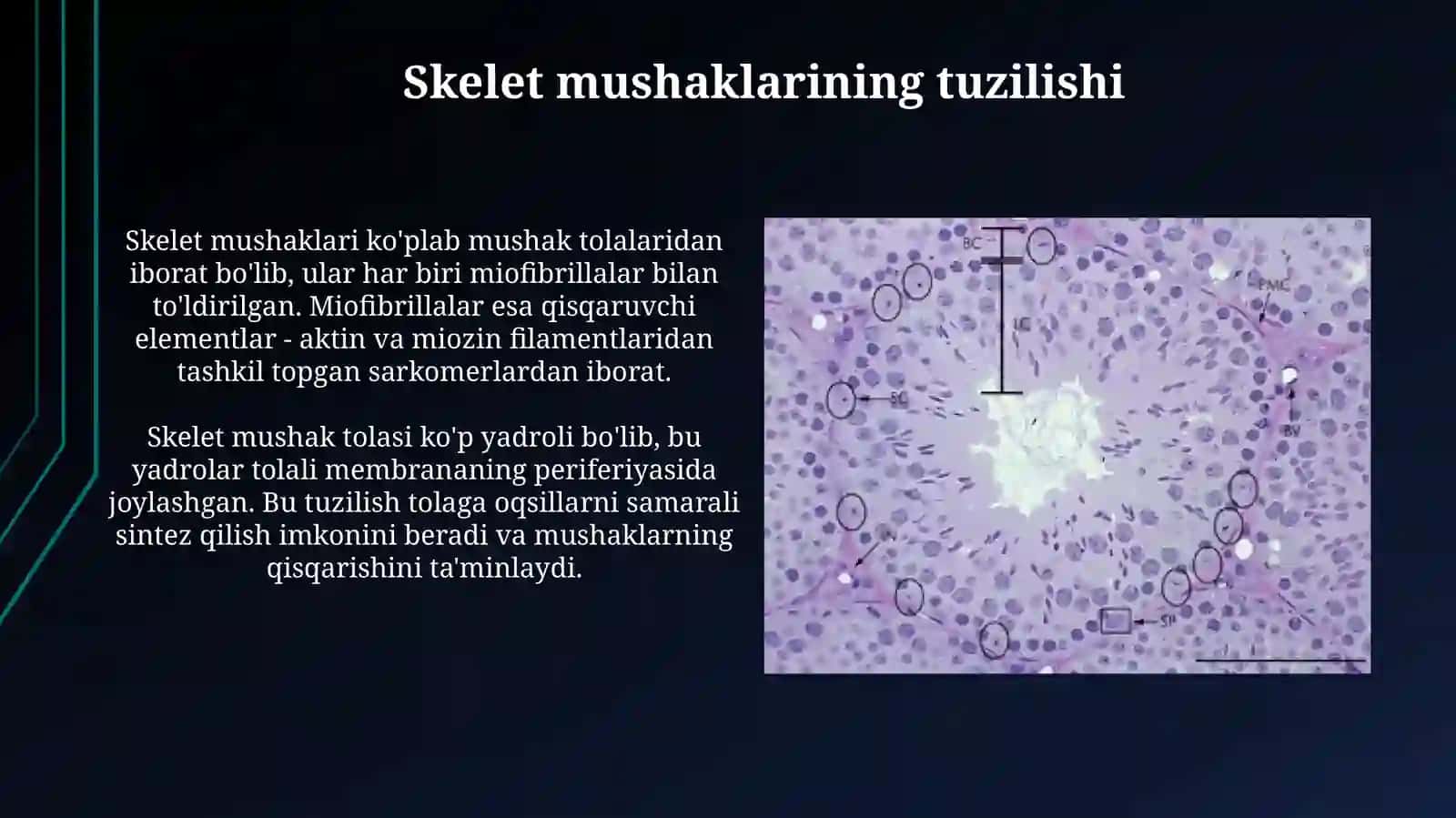 Mushak toʻqimasi tuzilishi 4