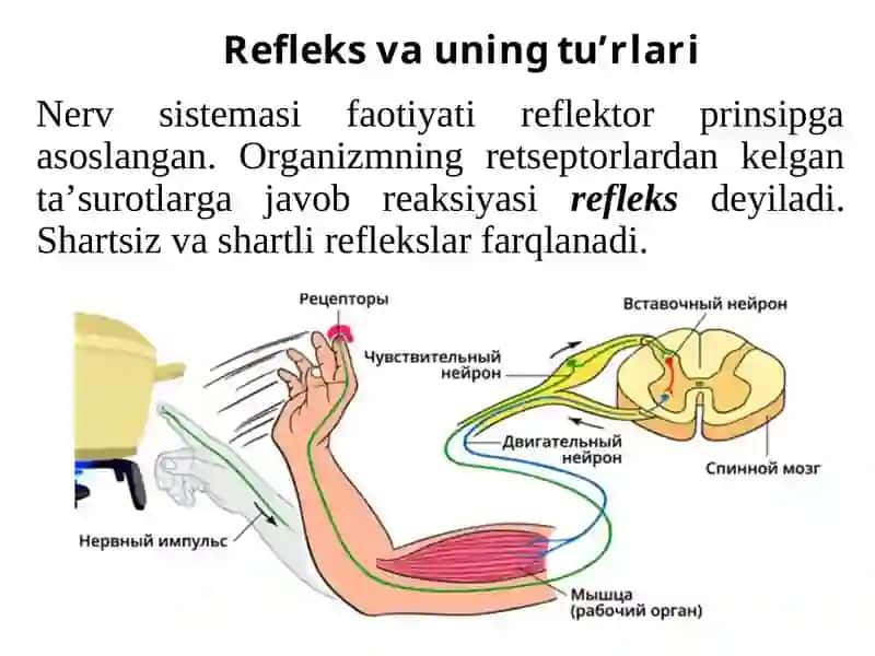 Refleks - nerv faoliyatining asosiy shakli 4