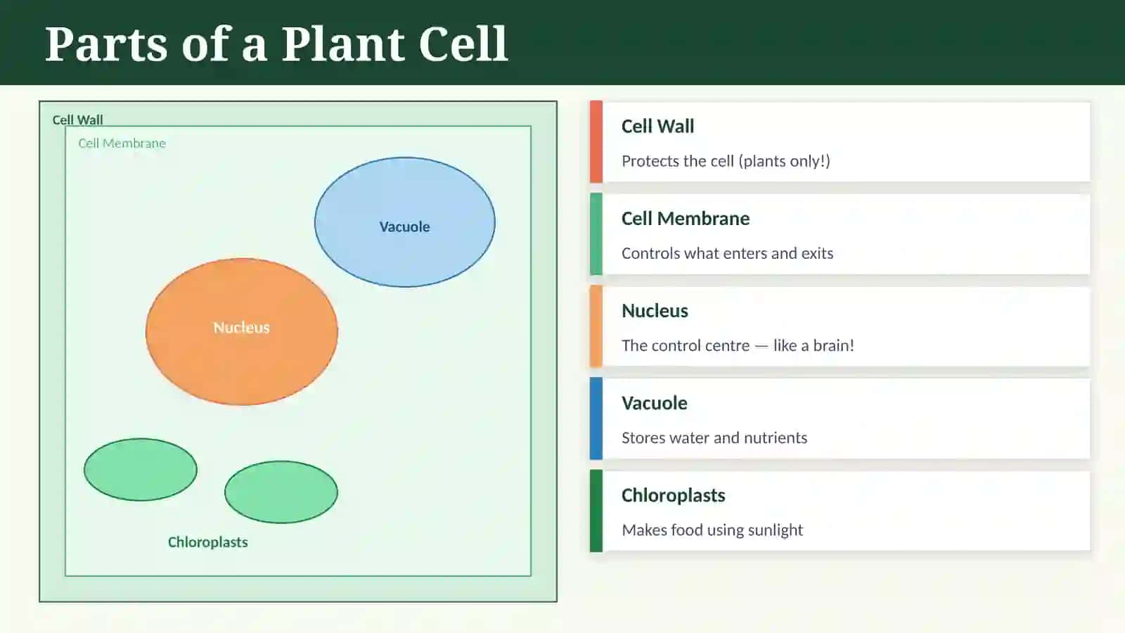 The Amazing World of Cells 4