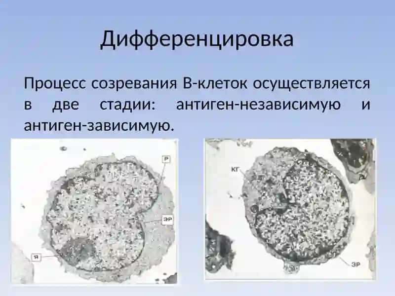 B-лимфоциты 4