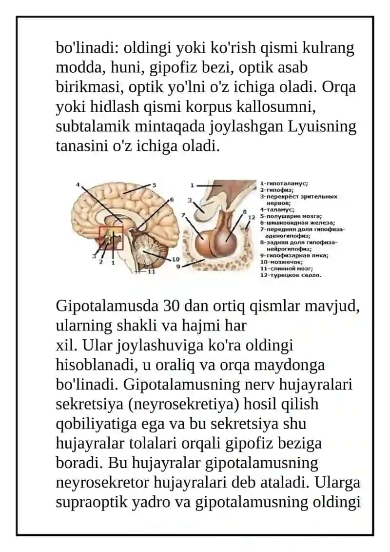 ANATOMIYA Referati 4