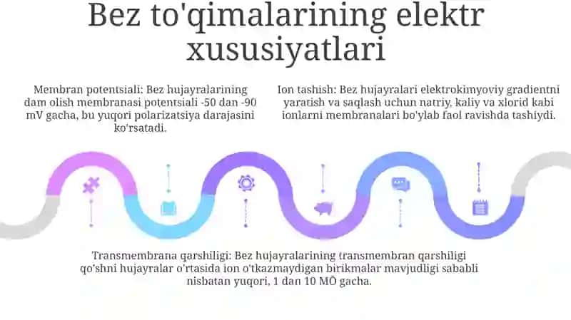 Bez Tòqimasining Elektrofiziologiyasi 4