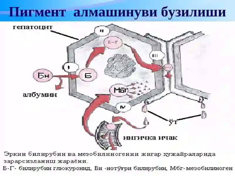 Жигар ва буйрак касалликлари лаборатор диагностикаси 4