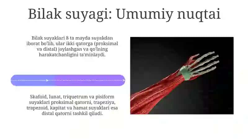 Qoʻlning erkin kamar suyaklari 4